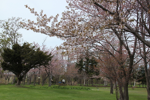 スポーツ公園桜