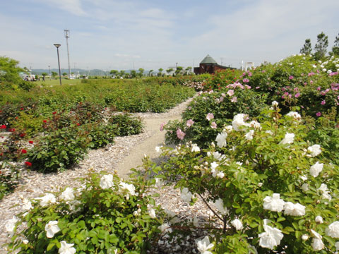 福寿川付近の植栽エリア